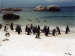 Boulders Beach