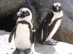 Boulders Penguin Couple