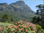 Kirstenbosch